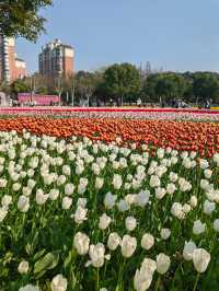 魔都嘅春天，又點可以錯過大寧鬱金香公園