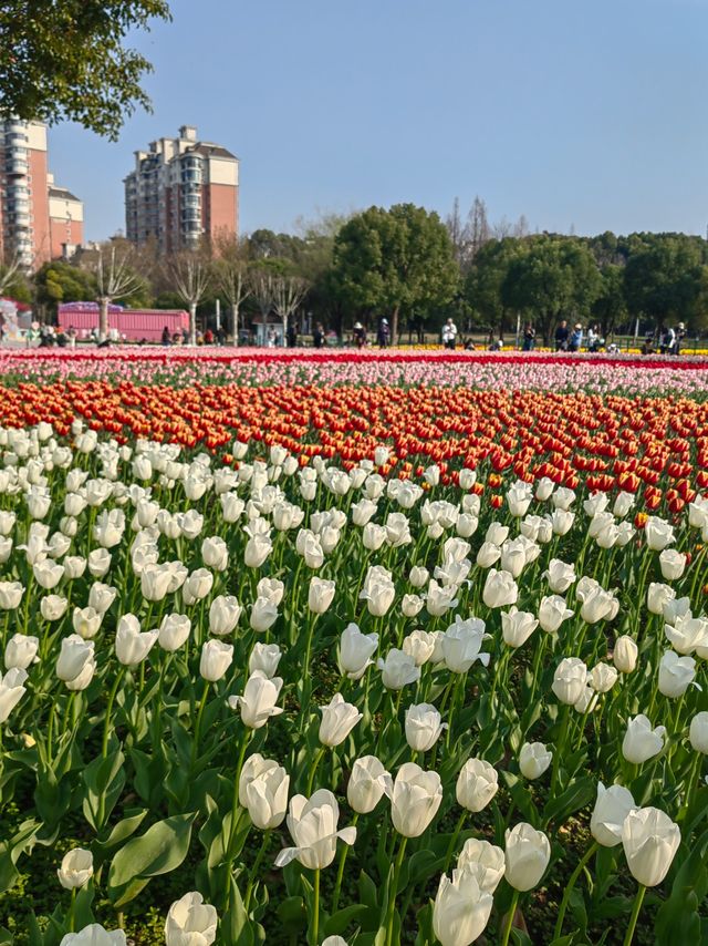 魔都嘅春天，又點可以錯過大寧鬱金香公園