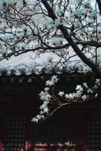 北京門頭溝潭柘寺｜古寺春色，一眼千年