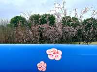 春日限定|無錫金匱公園，邂逅免費櫻花海