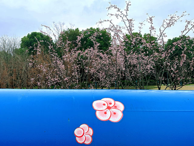 春日限定|無錫金匱公園，邂逅免費櫻花海