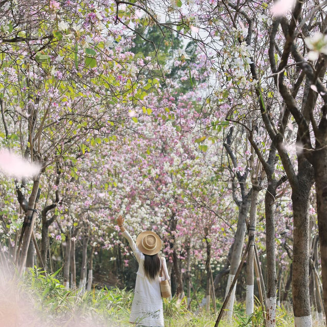 被低估的4A景區！廣州蓮花山旅遊區美到出圈 