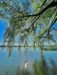Discover the Beauty of West Lake with a 30,000-Step Adventure!