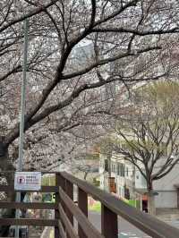 南川洞櫻花路，春風吹拂的浪漫長廊