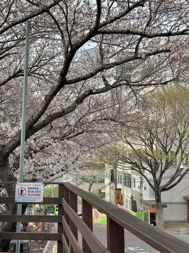 南川洞櫻花路，春風吹拂的浪漫長廊