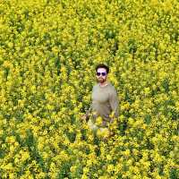 Endless Yellow Blossoms in a Waterway Labyrinth 