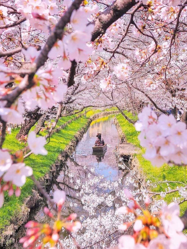 🌸🌸【2025大阪賞櫻攻略】🌸🌸