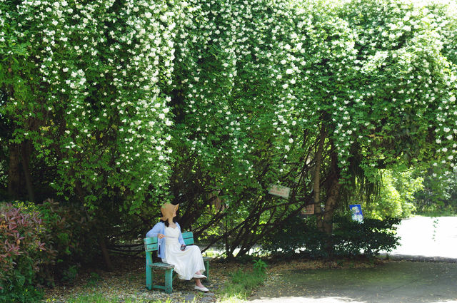 超級小眾的七里香花瀑和花廊，基本上沒有人