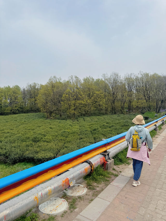 虞山輕鬆拿下！附雄鷹線和親子環線路線攻略