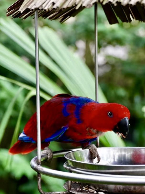 野生世界，生命盎然：新加坡動物園
