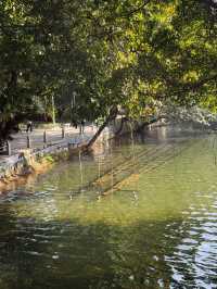 打卡荔灣湖公園 邂逅嶺南水鄉