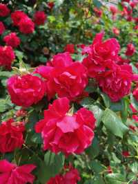 綿陽·將開區｜薔薇花牆3米高&百米長