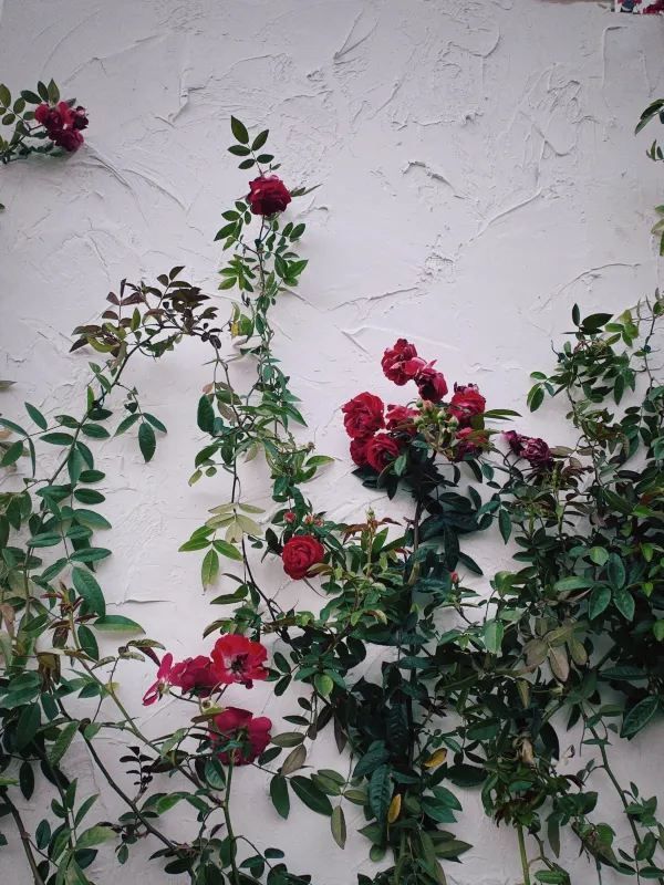 🌺 維多利亞公園花卉展：悠閒賞花的好去處