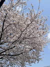 🌸首爾汝矣島漢江公園，邂逅絕美櫻花