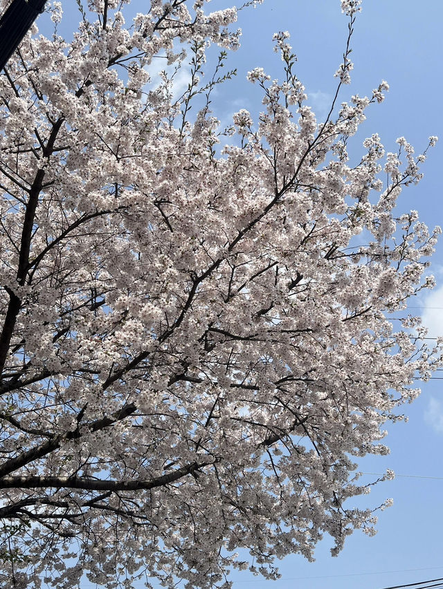 🌸首爾汝矣島漢江公園，邂逅絕美櫻花