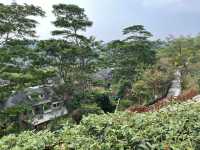 🌳深圳秘境大發現！玉龍公園