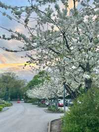 Nottingham in Cherry Blossom Season 🌸💫✨