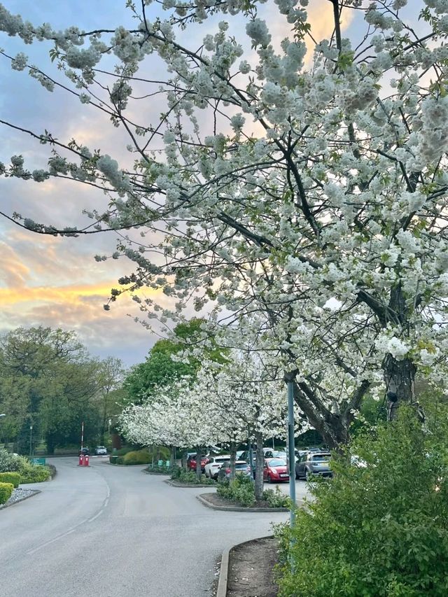 Nottingham in Cherry Blossom Season 🌸💫✨