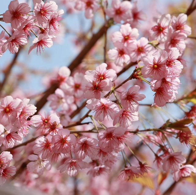 🌸釜山櫻花天花板！培花學校正門美到窒息！