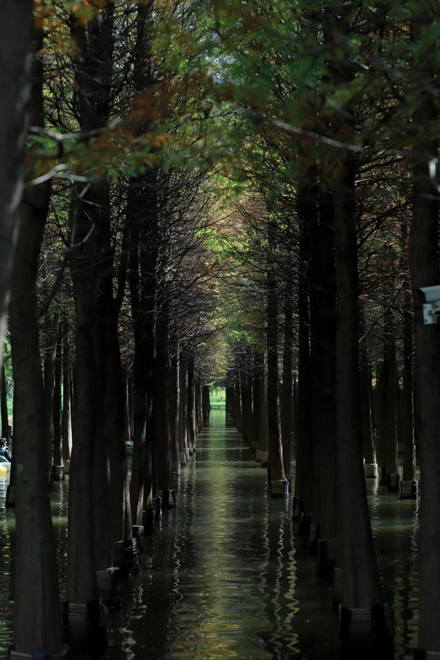 昆明翠湖麗瑞德酒店——昆明海洪濕地公園