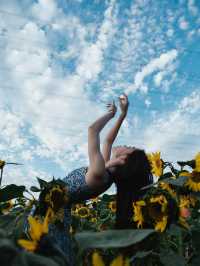一秒走進梵高畫框！🌻西麗湖向日葵花海拍大片攻略來啦～