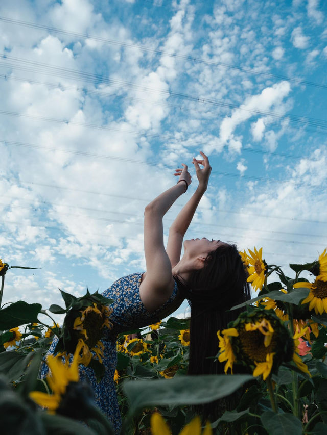 一秒走進梵高畫框！🌻西麗湖向日葵花海拍大片攻略來啦～