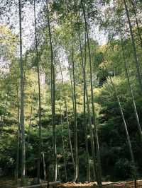 🌿【京都·常寂光寺】— 隱世古寺中的禪意漫遊 🌿