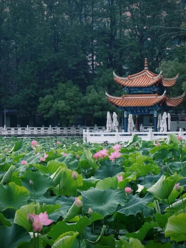 南寧西鄉塘賞荷記：一池清夢，枕畔繁華