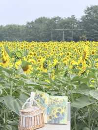 6.21直擊！美到窒息！免費夏日頂流向日葵花海盛開中🌻鮮熱出爐零濾鏡零修圖花況大公開！