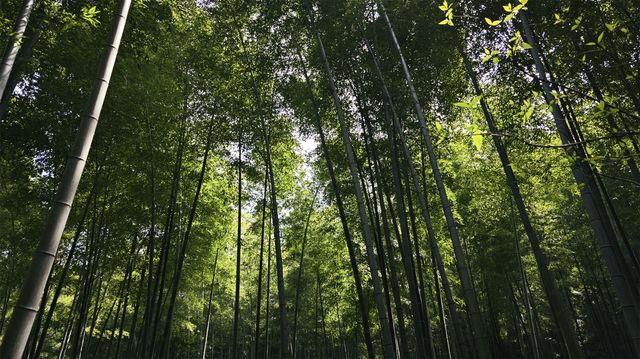 遊雲湖碧波萬頃，探南山竹海綠浪，春季自駕行D12