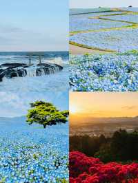 日本茨城｜藏喺東京近郊嘅夢幻花海，早春就應該咁粉紅