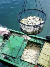 金鯧魚之都「湛江」捕撈現場帶你睇