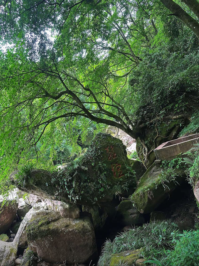 成都天台山｜川西秘境｜避暑玩水天花板！