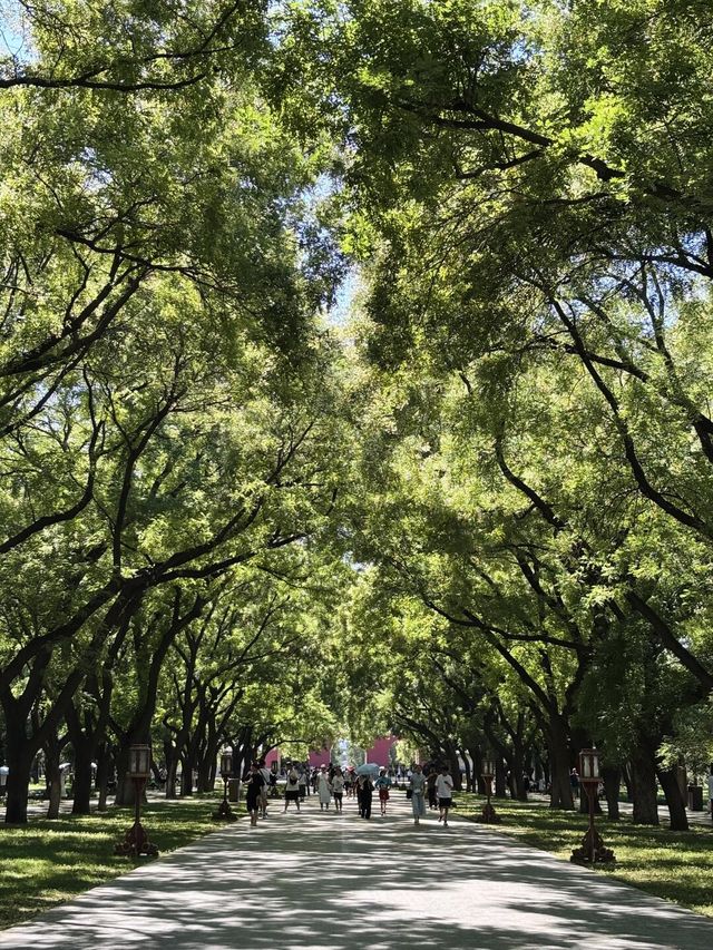 天壇西天門的林蔭道，好美