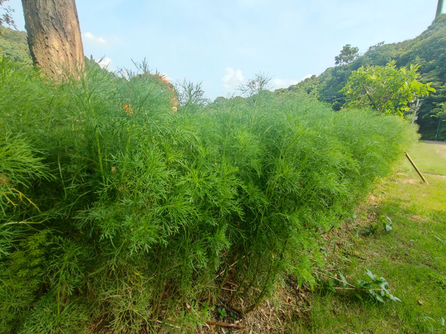《河畔小憩，遇見公明的慢調時光》