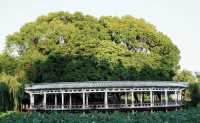 昆明大觀樓｜公園20分鐘效應真係超治癒