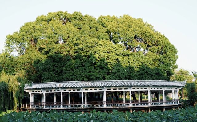 昆明大觀樓｜公園20分鐘效應真係超治癒