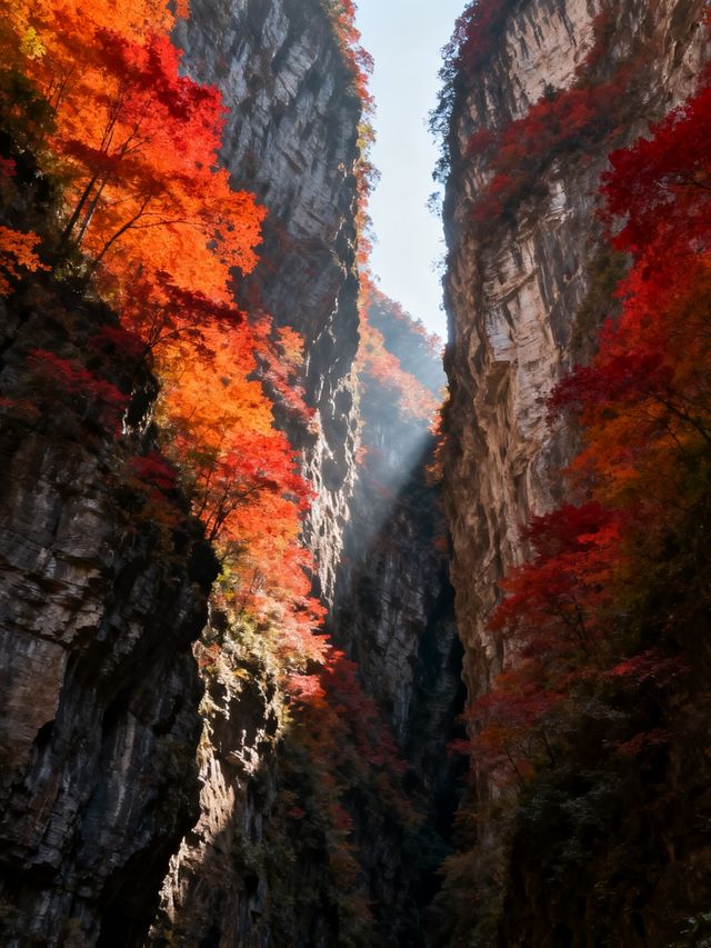 重慶周邊藏瘋了10處秋日秘境，人少景絕，週末就能衝
