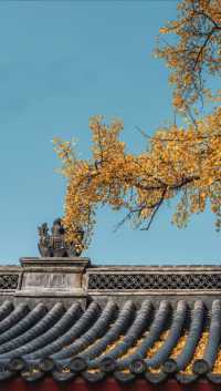 青島天后宮的銀杏不負秋天的美景