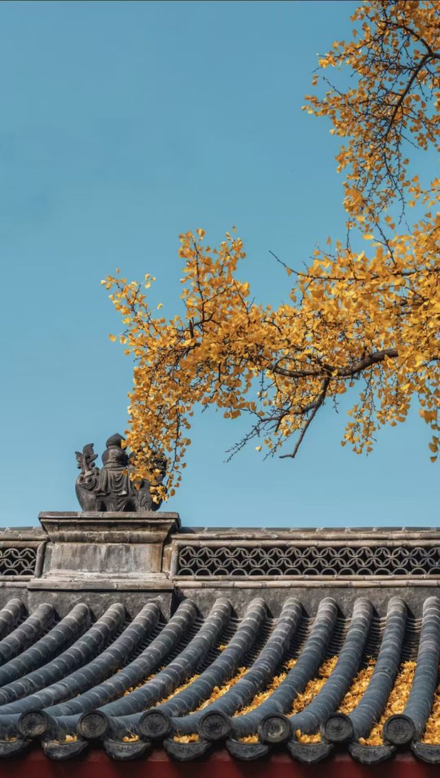 青島天后宮的銀杏不負秋天的美景