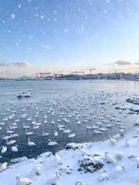七日赴雪約：煙台與威海的冬日私語