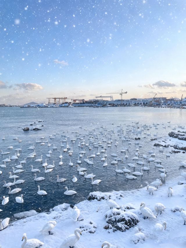 七日赴雪約：煙台與威海的冬日私語