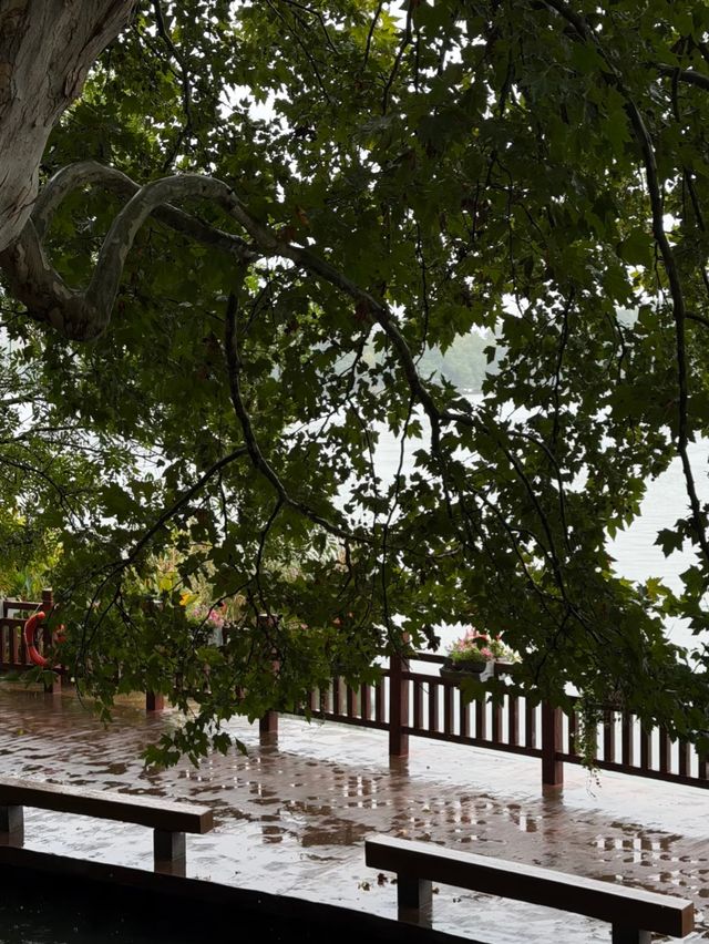秋雨邂逅長沙紅葉