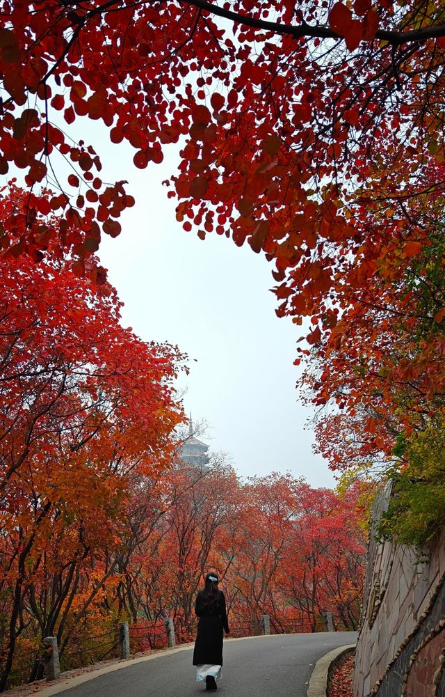 濟南絕美紅葉季趵突泉+紅葉谷週末遊攻略 濟南絕美紅葉季趵突泉+紅葉谷週末遊攻略