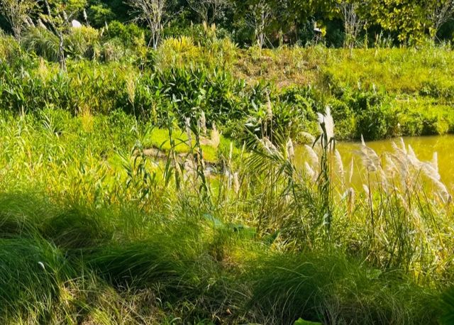 好像走進了莫奈的花園深圳恩上公園！