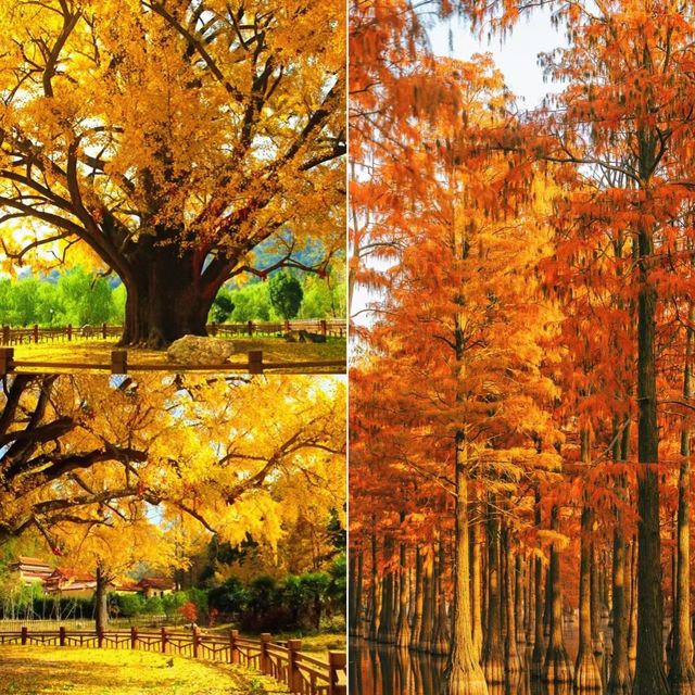 品嚐秋日暖陽下的甜美，我在湖北等你！