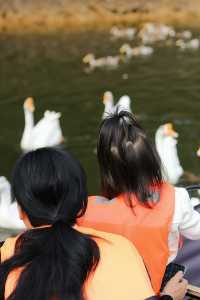 什麼在紅山楂酒店竟然不能躺平