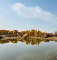 新疆胡楊林秘境解鎖