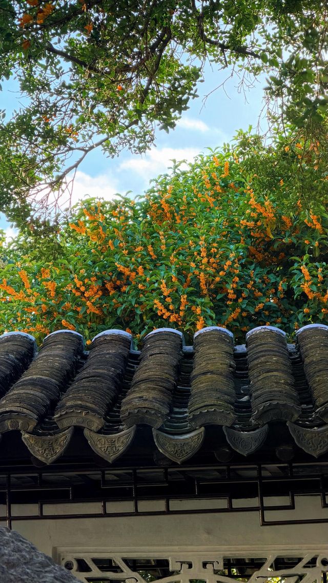 蘇州的秋天|在怡園的桂花香裡,撞見江南最溫柔的時刻 蘇州的秋天|在怡園的桂花香裡,撞見江南最溫柔的時刻