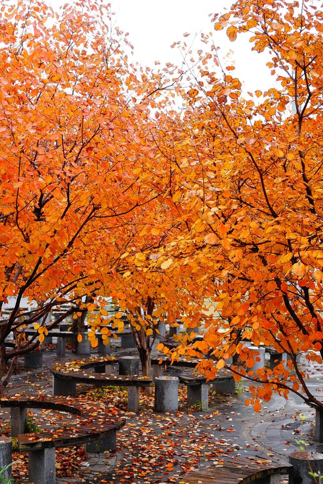 立冬的頤和園#北京的秋冬